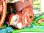 画像9: 水路を走り水車を回す ブリキのリス おもちゃ アンティーク玩具 １９５０年代 日本（株）光球商会製【箱付き】【バーゲン】【動画有り】【希少】